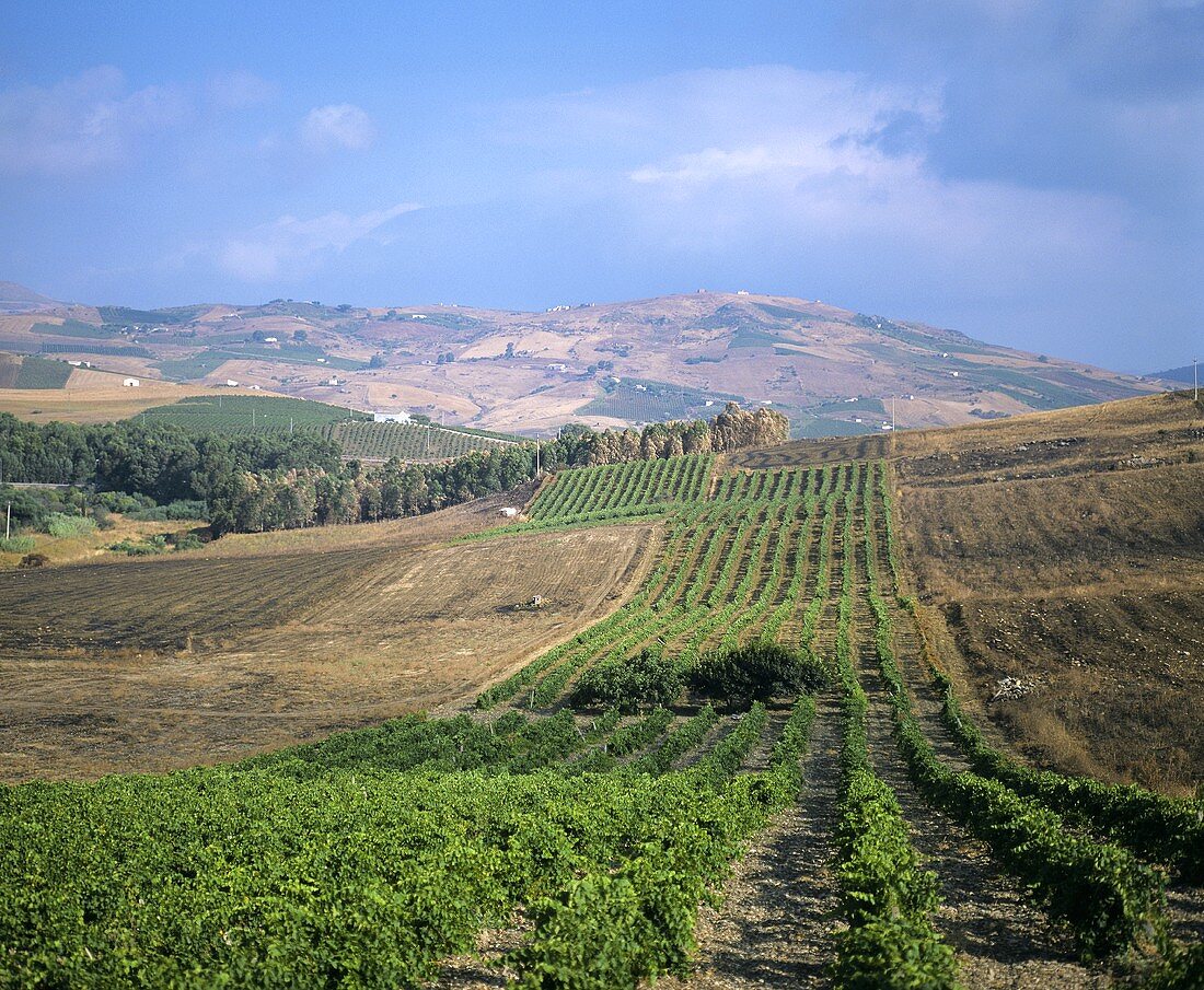 Vineyards in Sicily