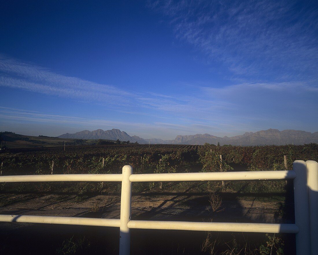 Vineyard, Kanu Vineyards, Stellenbosch, S. Africa