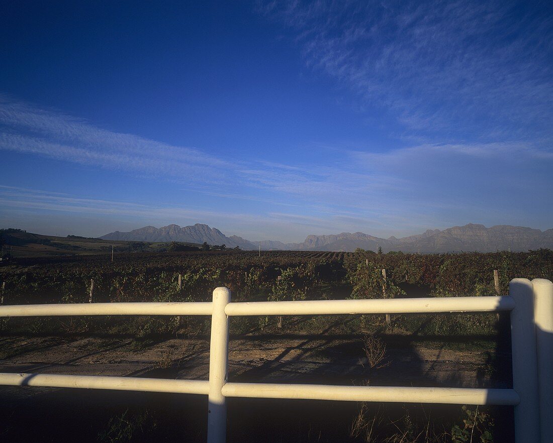 Weinberg, Kanu Vineyards, Stellenbosch, Südafrika