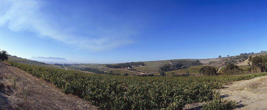 Wine-growing region in Swartland, S. Africa