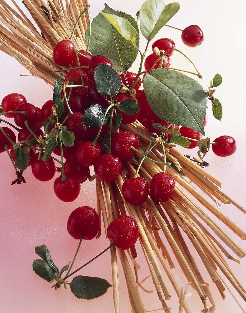 Fresh sour cherries (Prunus cerasus) on straw