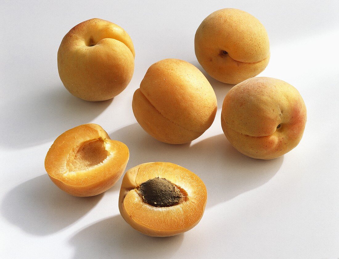 Apricots (Prunus armeniaca), variety 'Modesto' from France