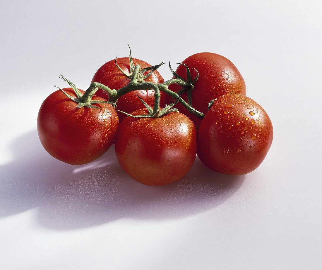 Tomaten, Sorte Deli Toms, mit Wassertropfen