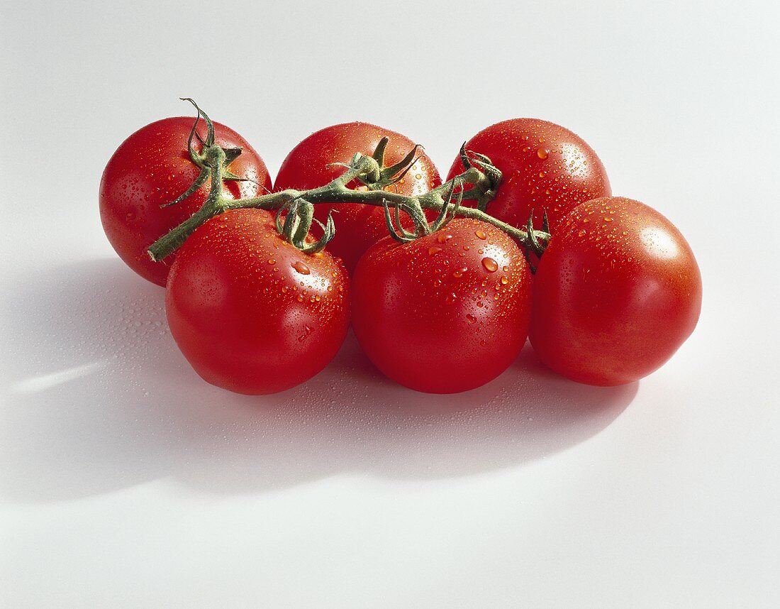Tomatoes (Lycopersicon esculentum), variety ‘Jamaica’
