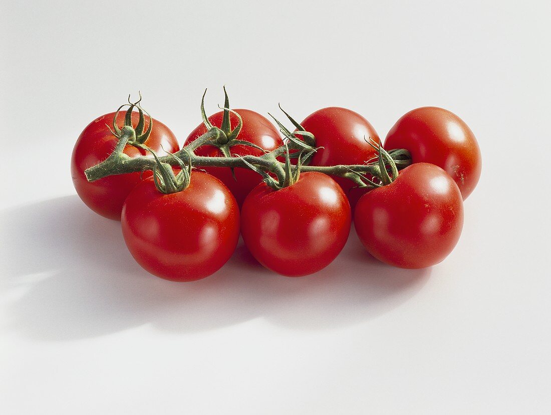 Tomatoes (Lycopersicon esculentum), variety ‘Temptation’