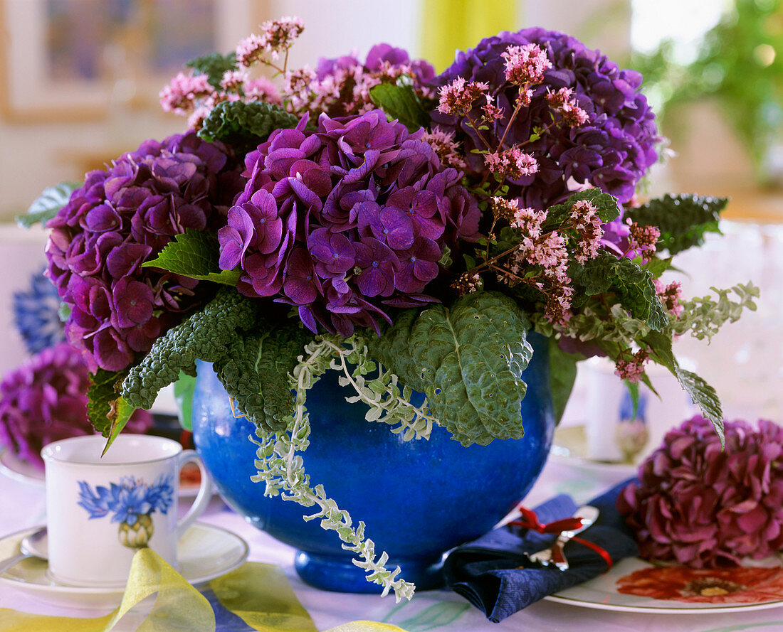 Hortensie und Kohlblätter in blauem Blumentopf