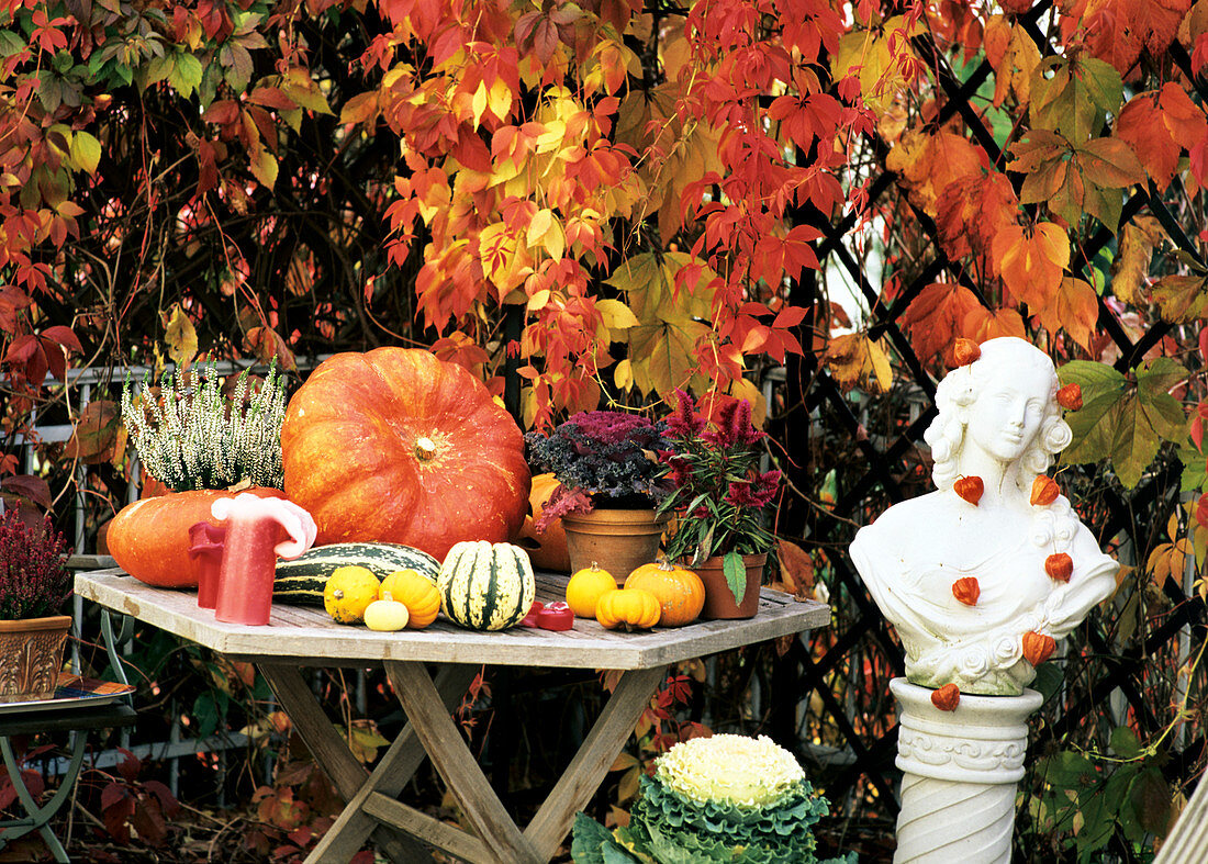 Pumpkins, heather, ornamental cabbage and Boston ivy