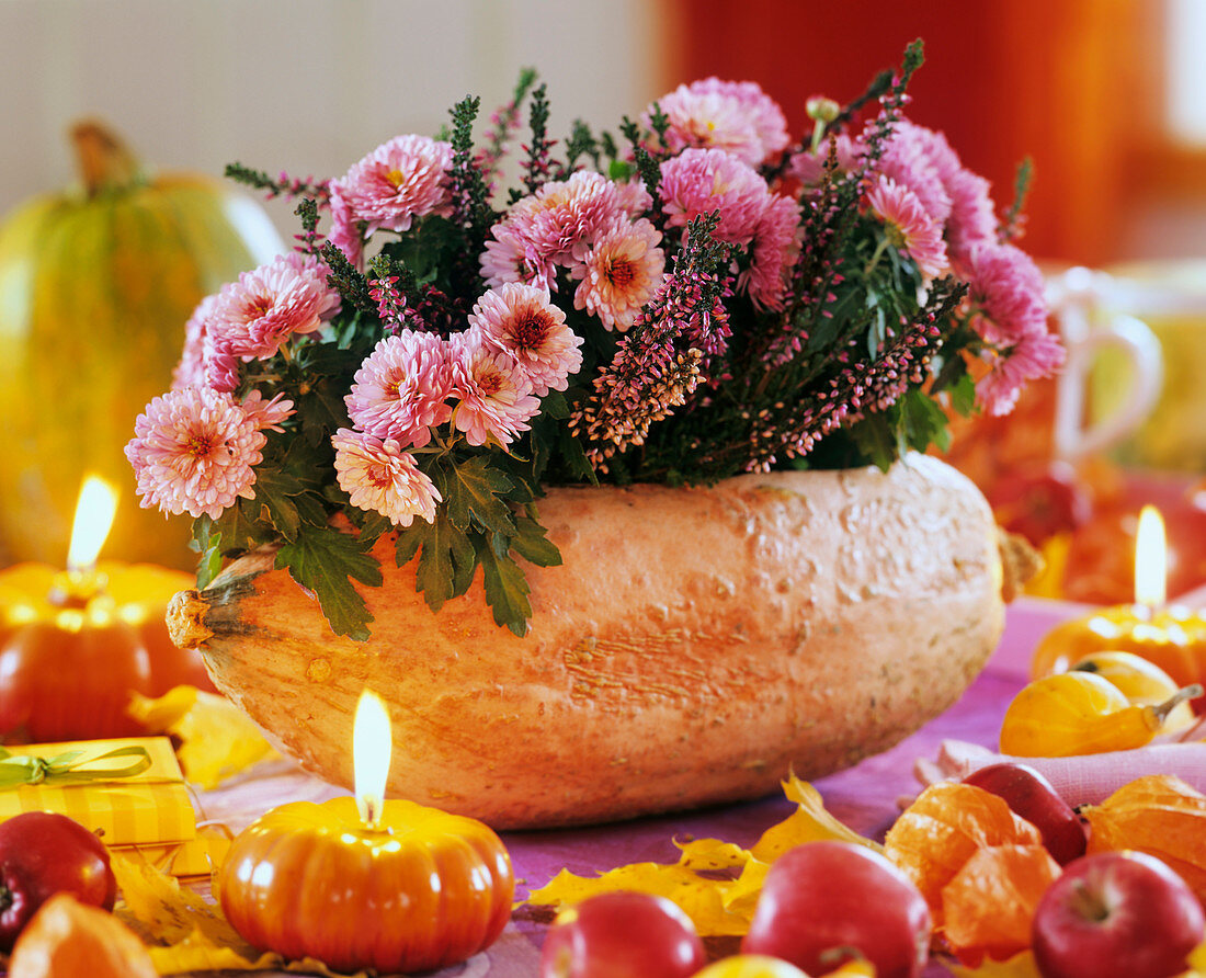 Pink chrysanthemums in pumpkin with heather, apples and leaves