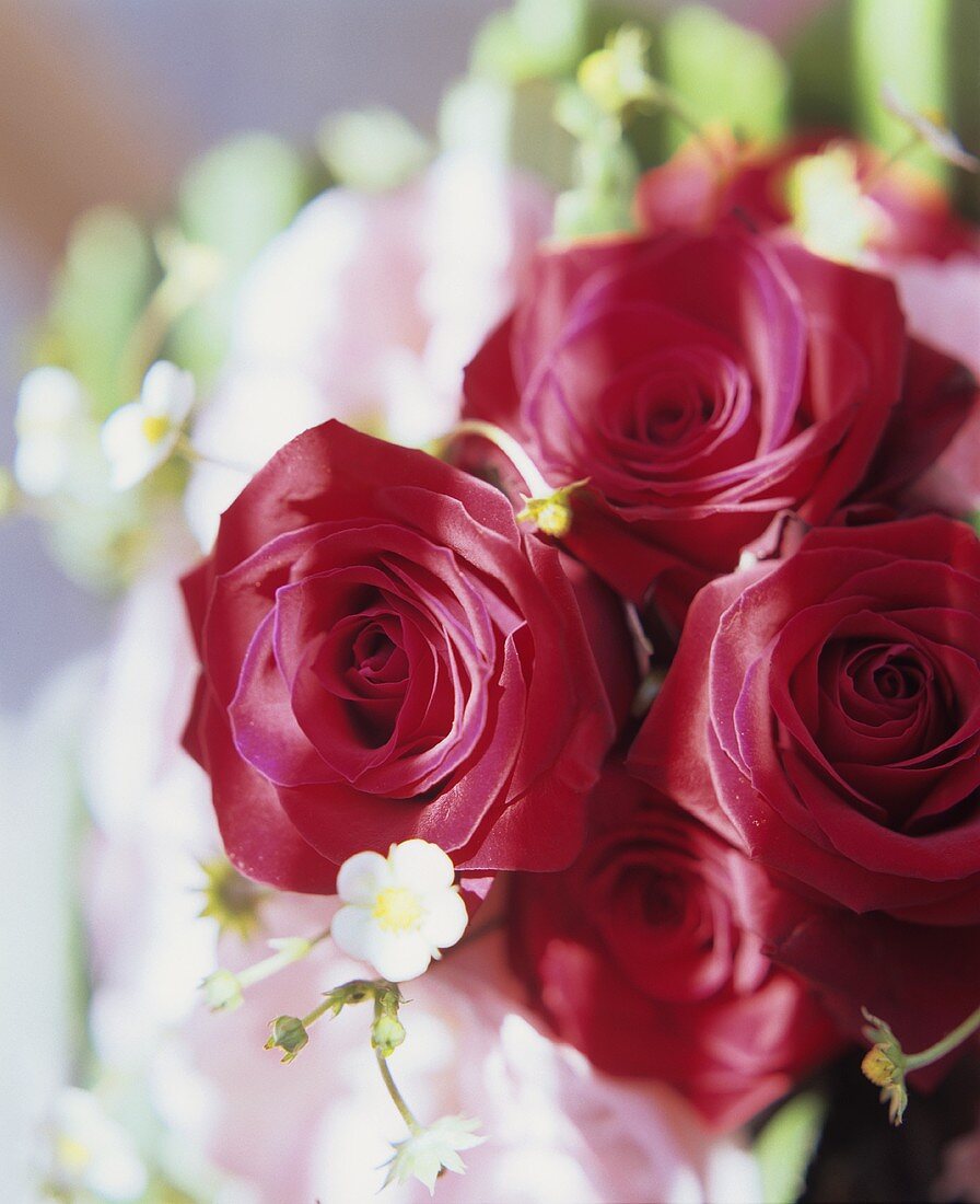 Vier rote Rosen mit Erdbeerblüten