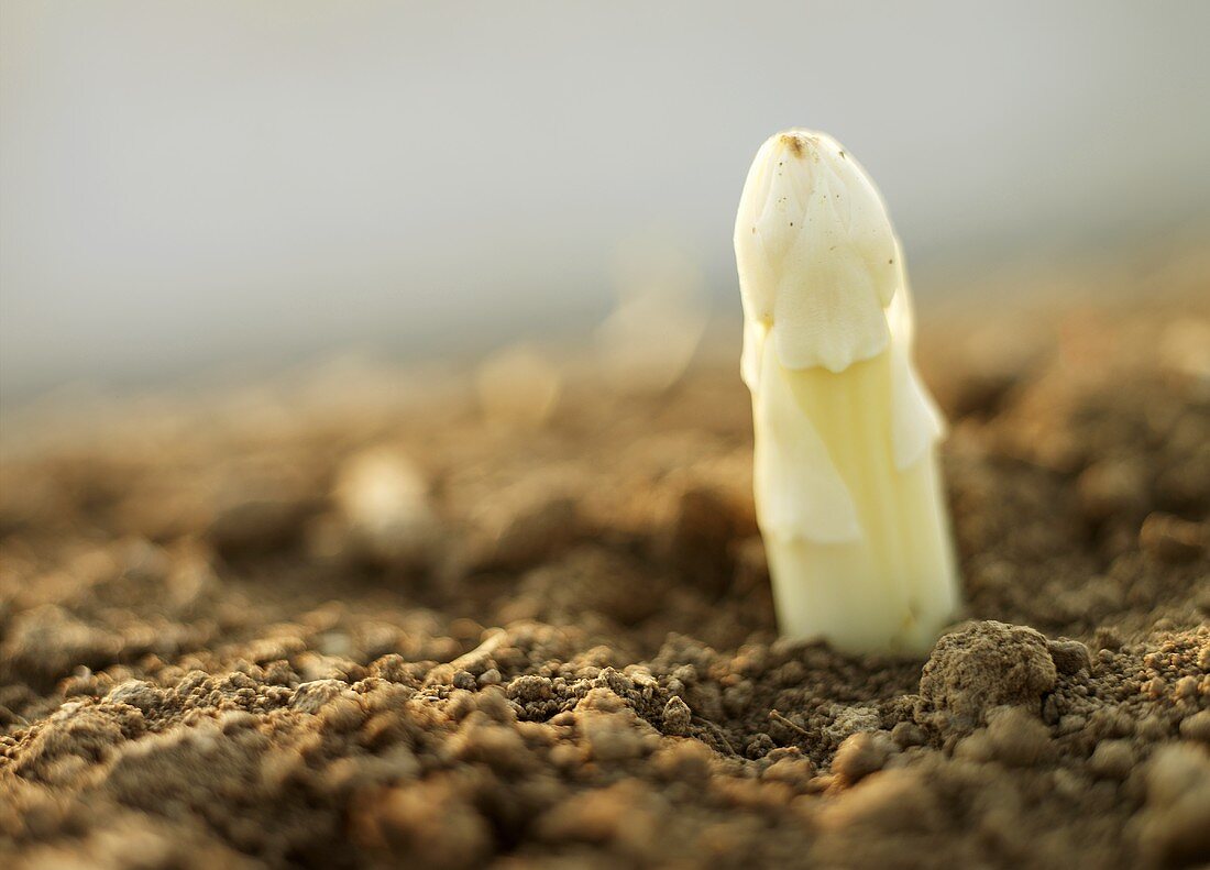 A white asparagus tip (close-up)