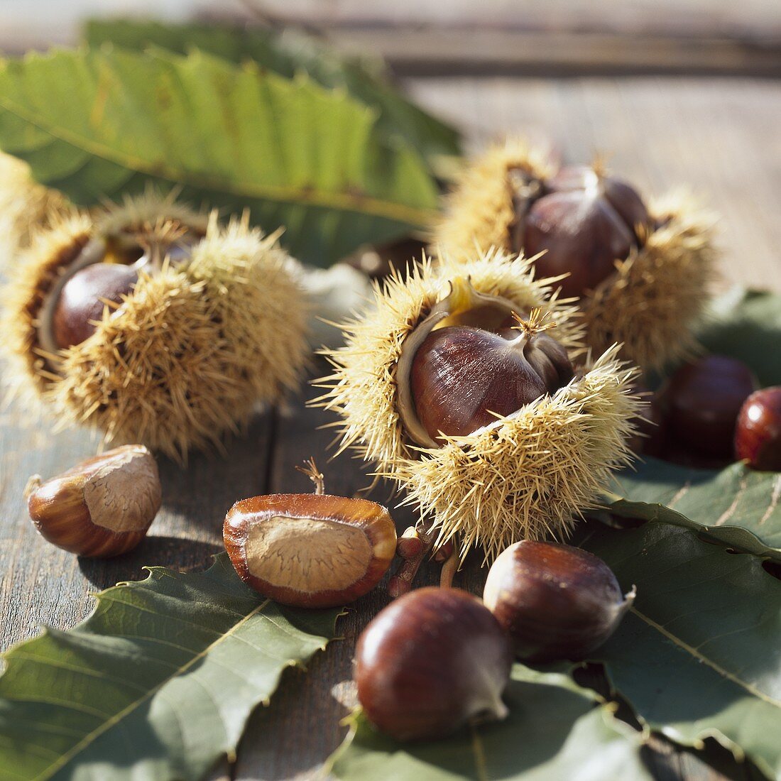 Sweet chestnuts (Castanea sativa)