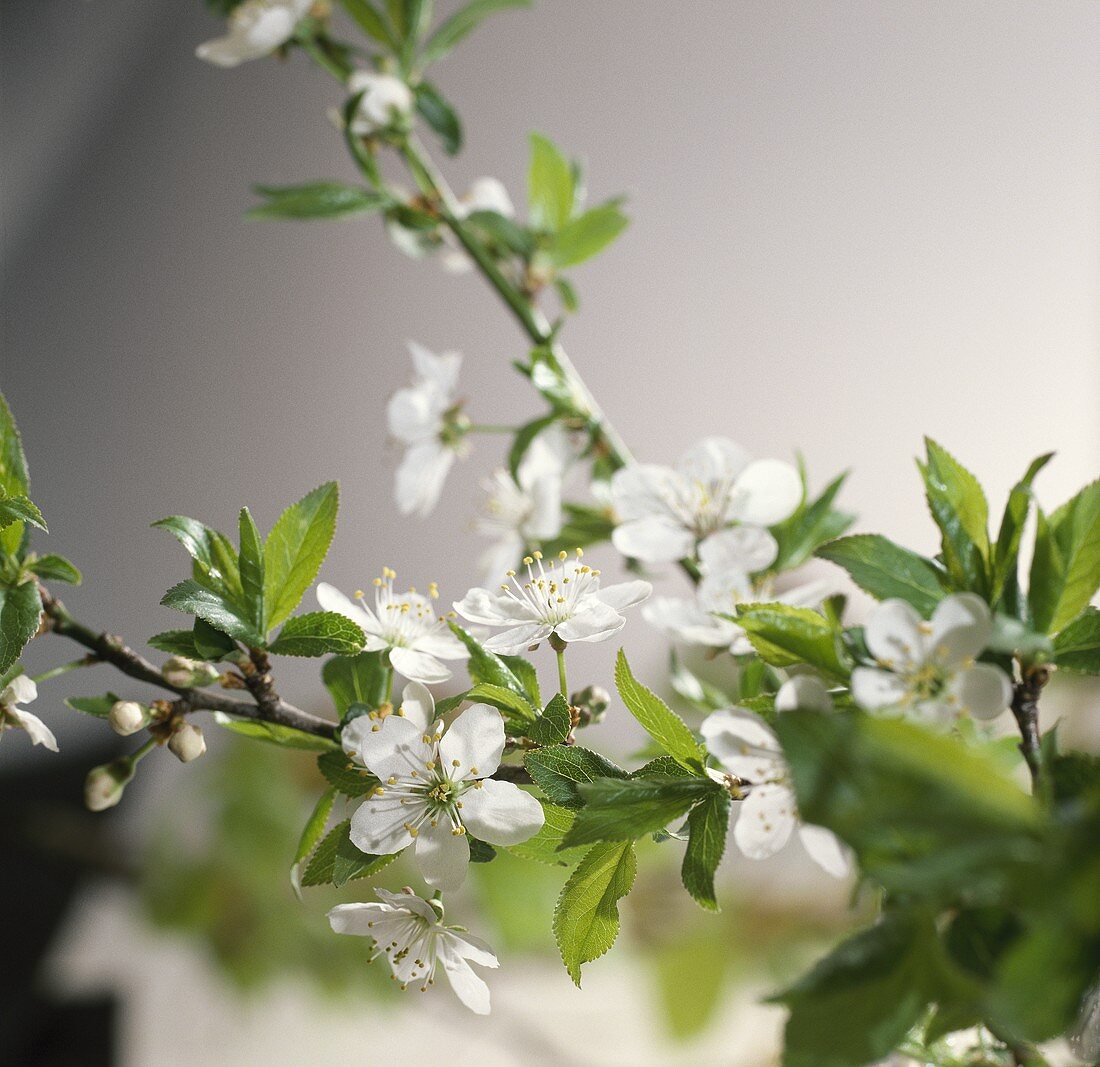 Zweig mit Pflaumenblüten (Prunus domestica)