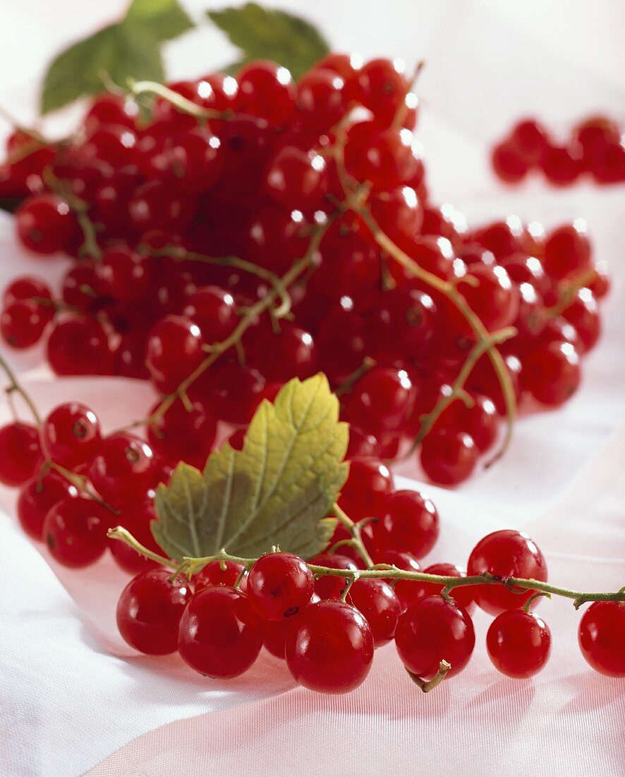 Redcurrants (Ribes rubrum), close-up