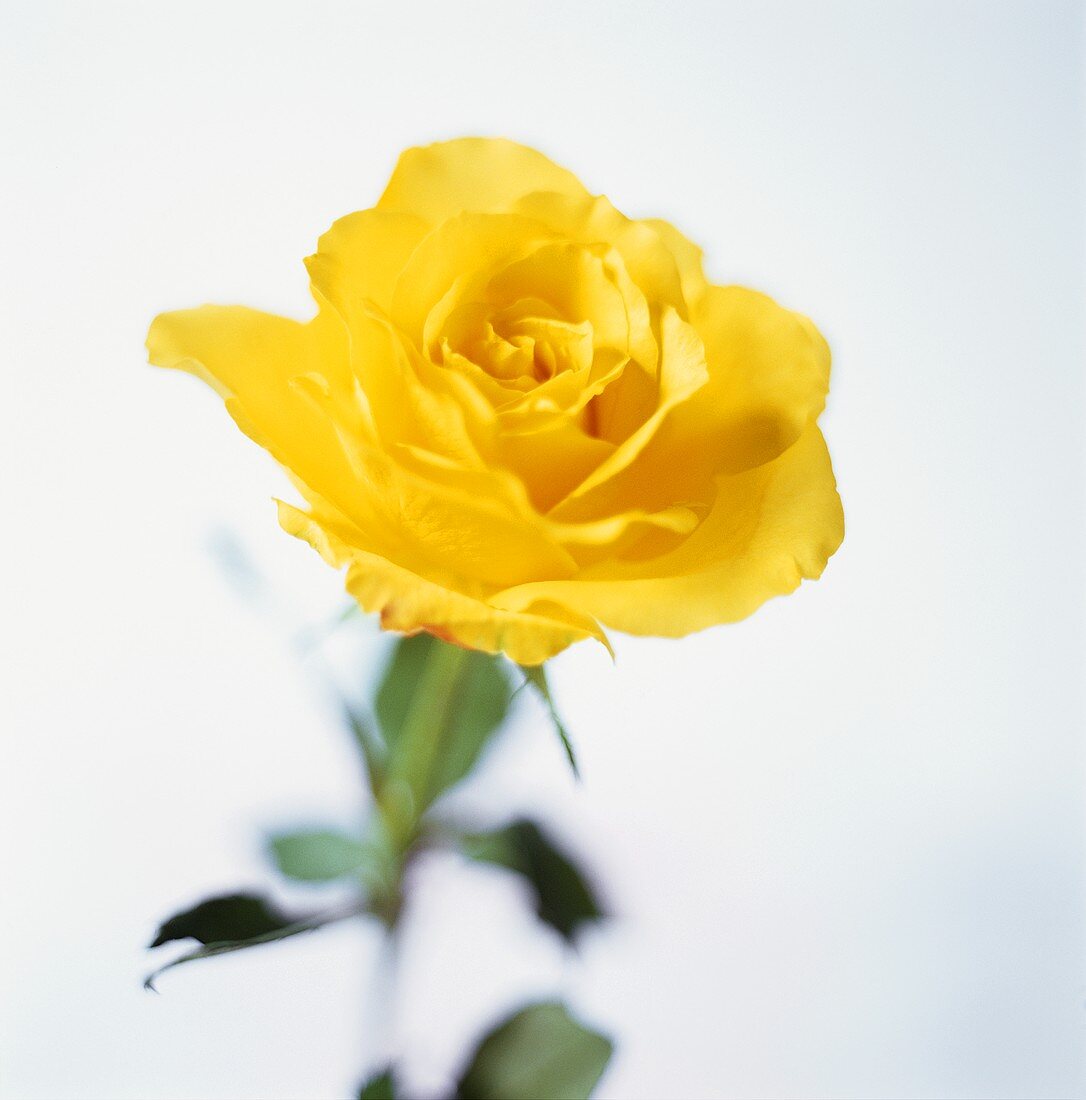 A yellow rose