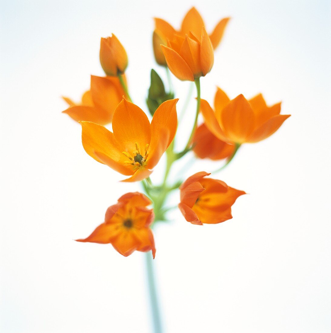 Star of Bethlehem (Ornithogalum, orange)