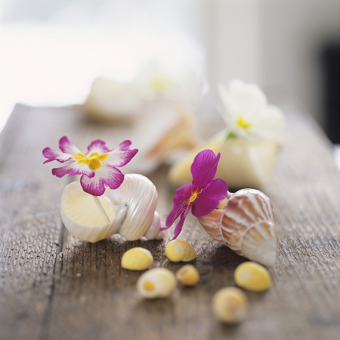 Primroses in empty snail shells