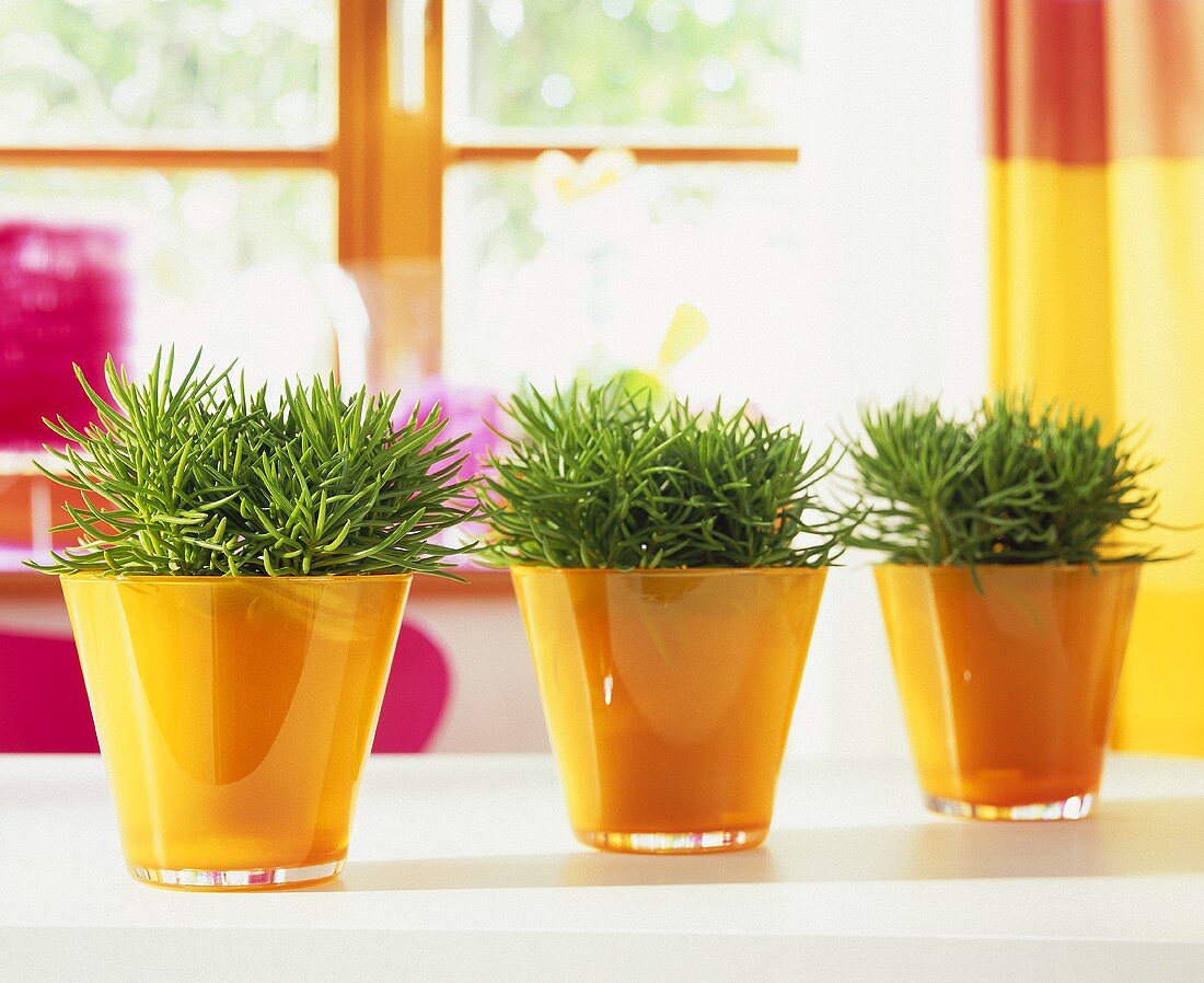 Euphorbias in yellow decorative pots