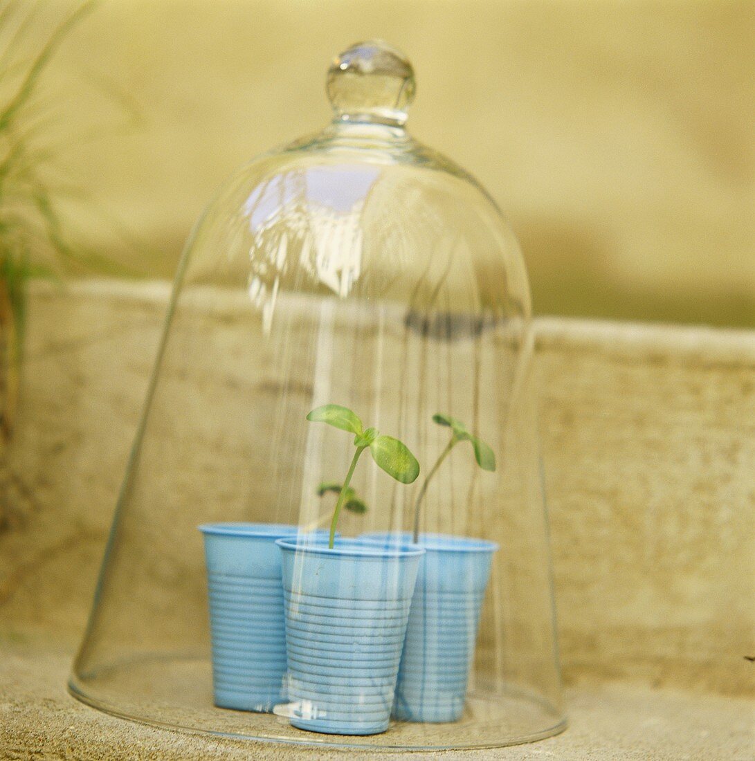 Young plants in plastic pots under a glass cloche