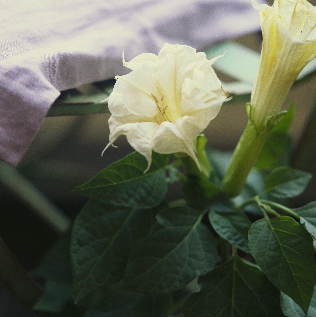 Engelstrompete (lat. Datura) mit weissen Blüten