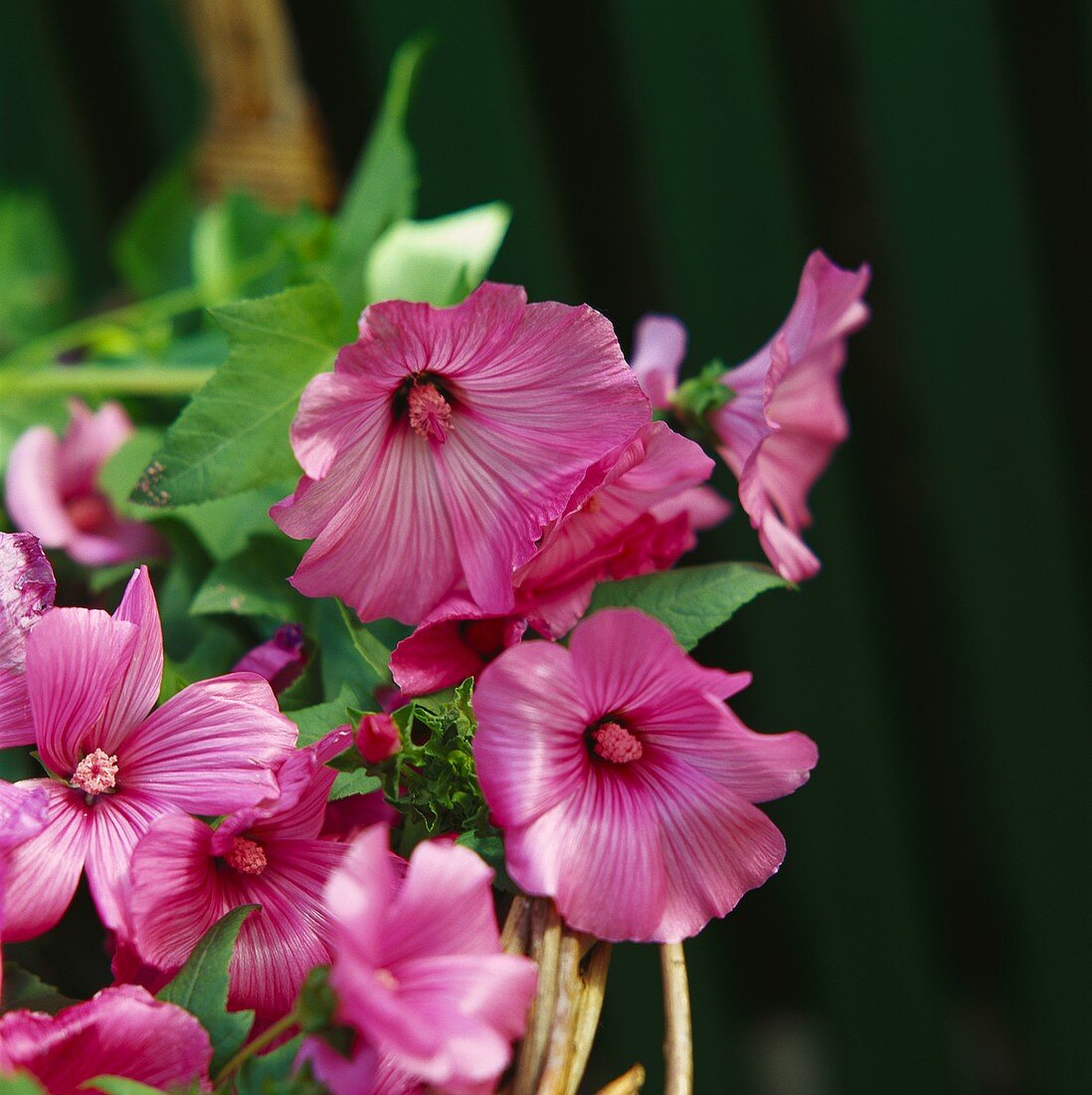 Trichtermalve in voller Blüte