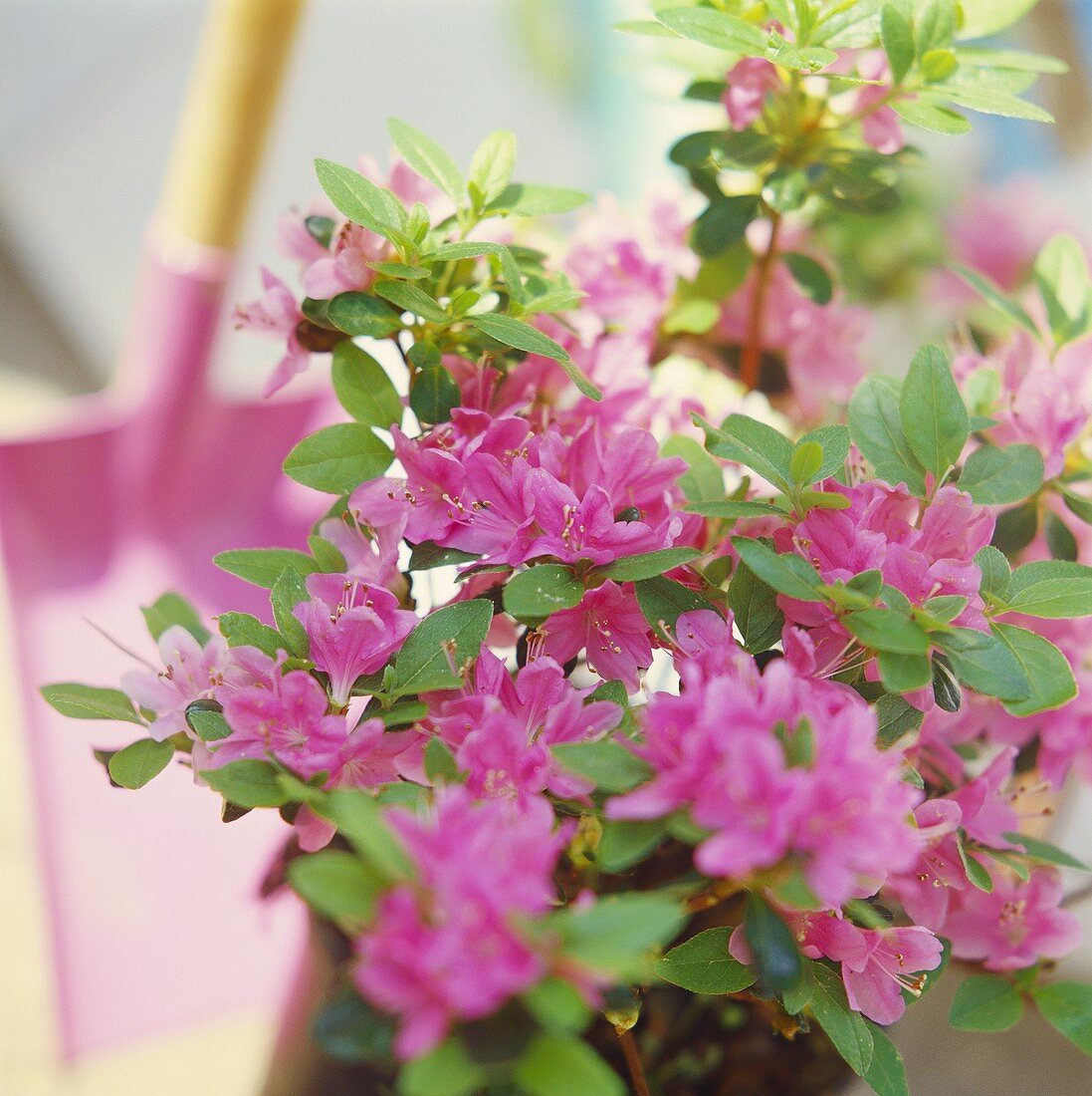 Prachtvolle blühende Japan-Azalee (lat. Rhododendron obtusum)