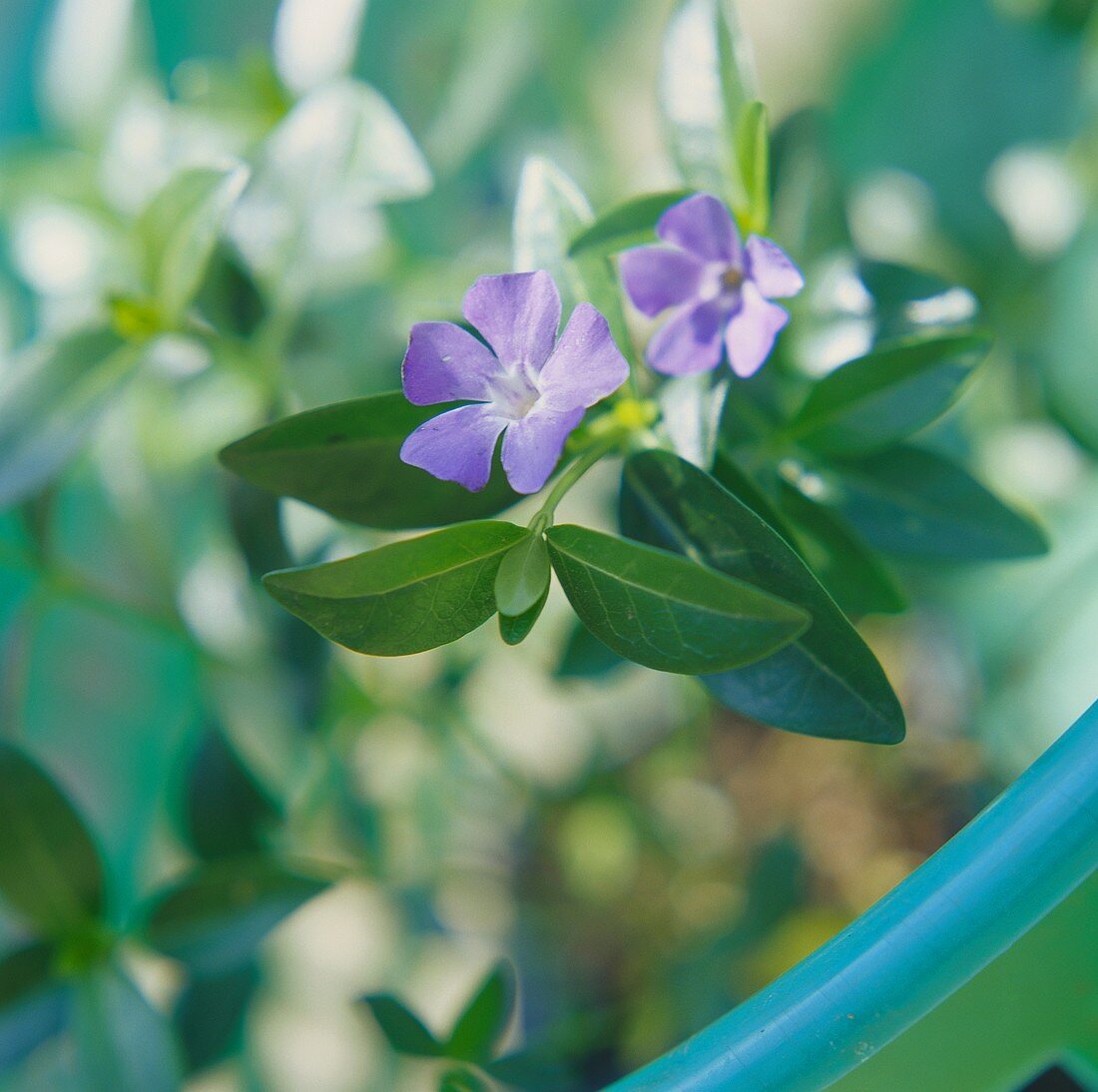 Immergrün mit hellvioletten Blüten, Bodendecker