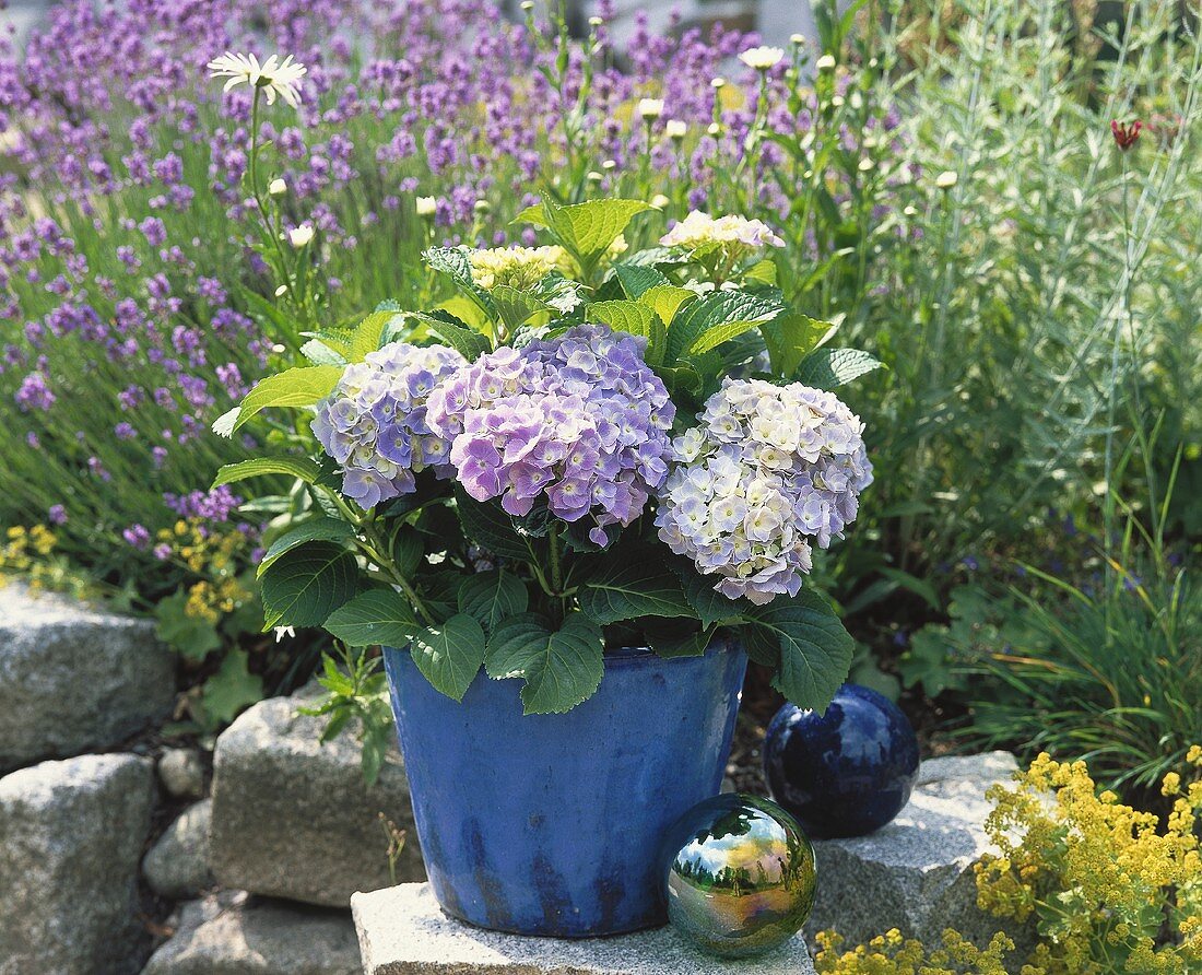 Hortensie im blau glasiertem Topf