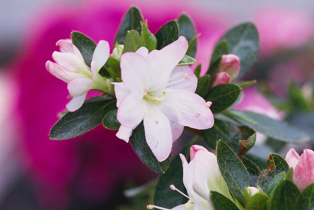 Azaleenblüte, weiss mit rosa Rand