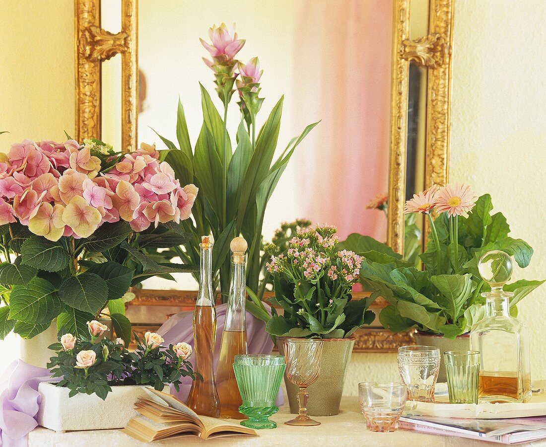 Pink-flowered house plants, hydrangea, kalanchoe