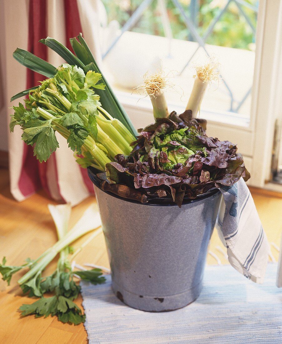 Red lettuce, celery and leek in a bucket