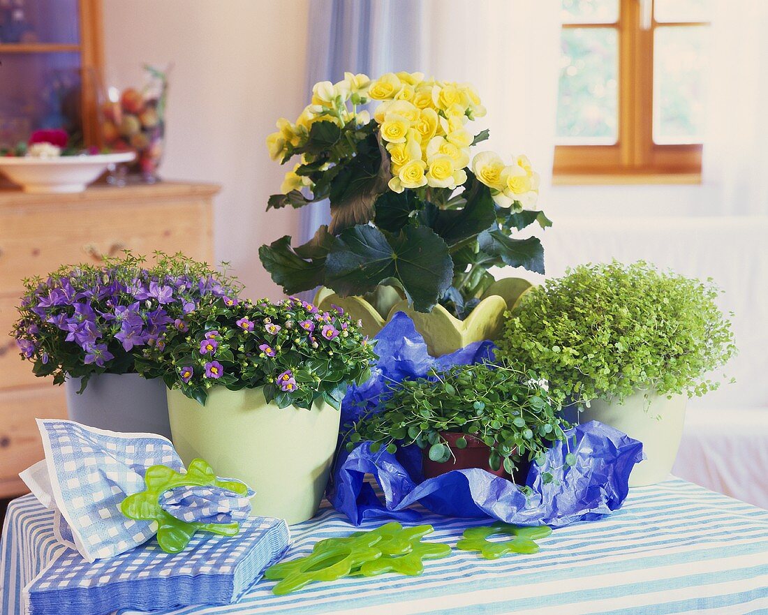 Blühende Begonie, Glockenblume, Blaues Lieschen & Bubikopf