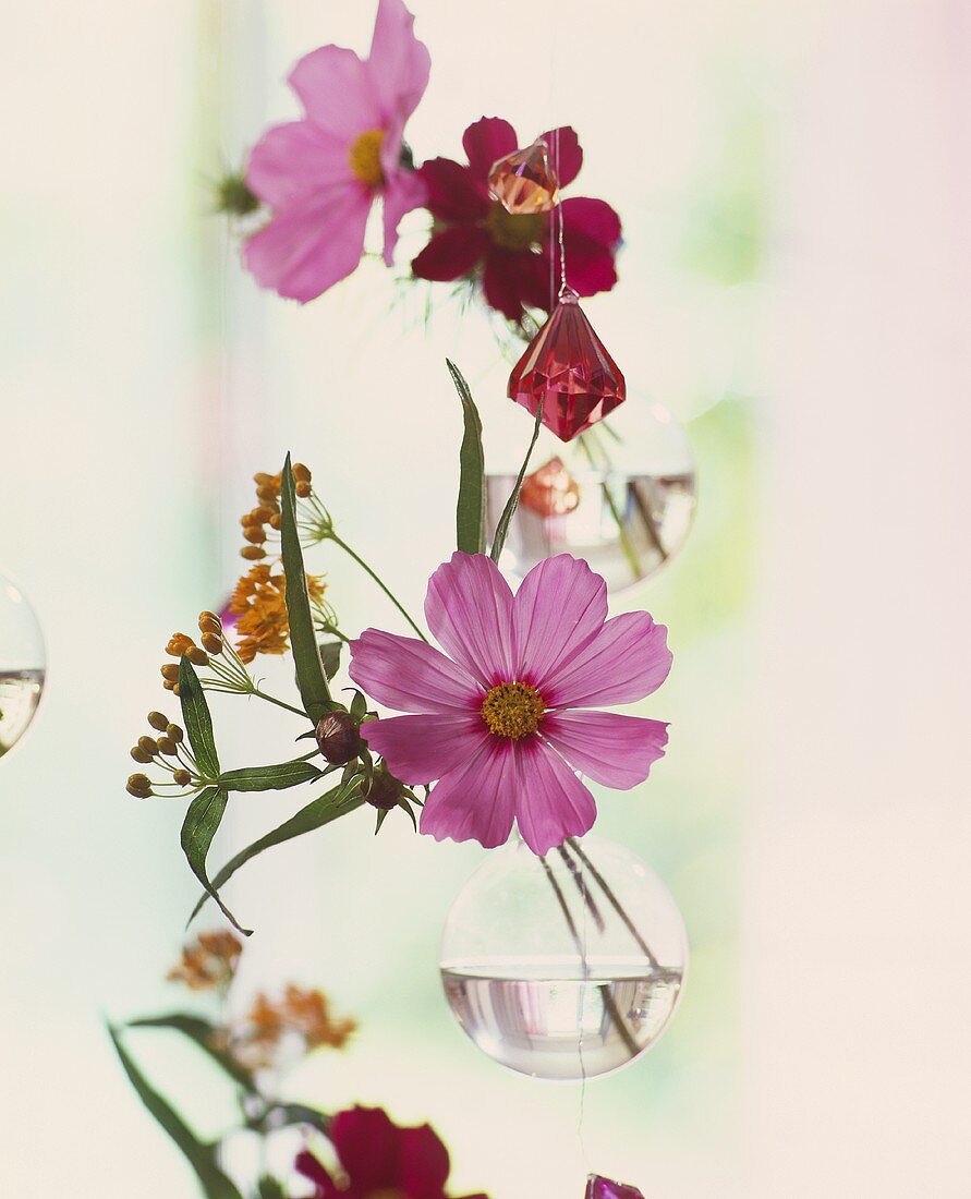 Hanging glass vases with Cosmea, coloured glass crystals etc.