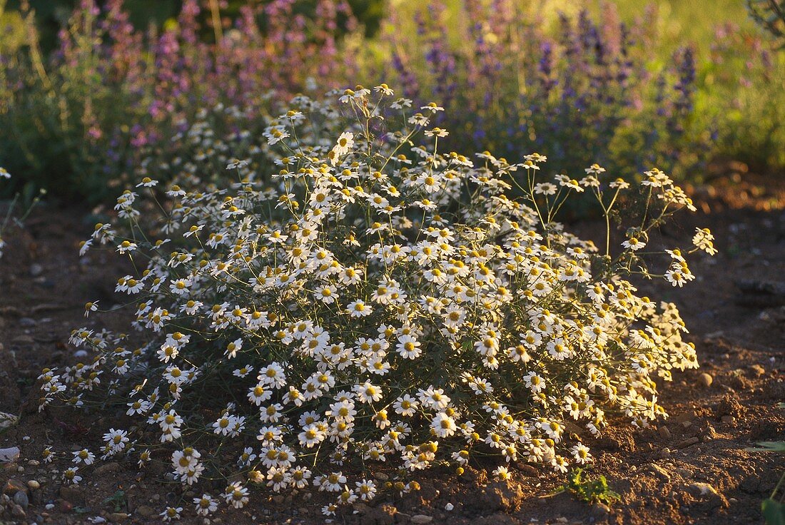 Flowering chamomile in herb garden