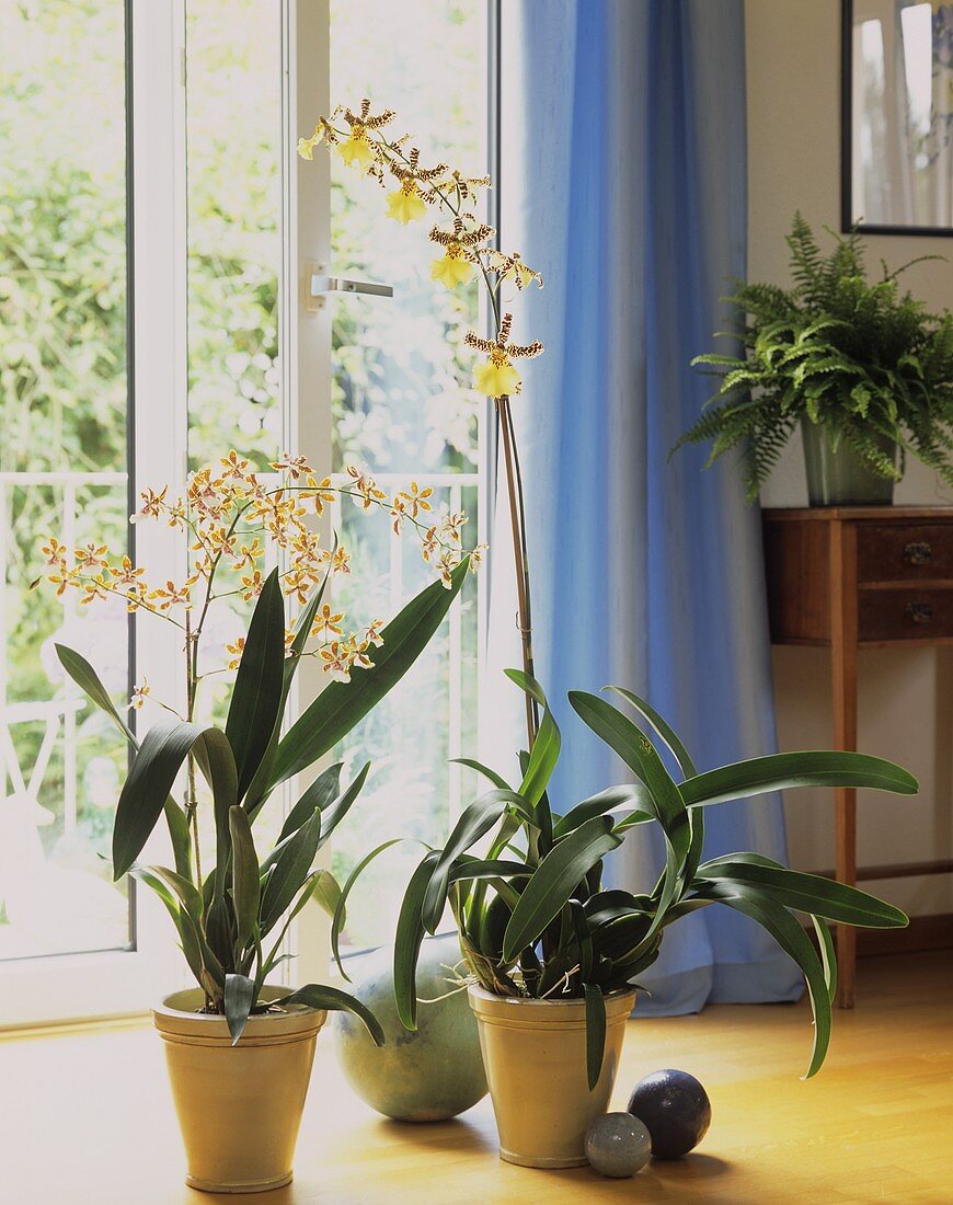 Flowering orchids (Oncidium) as indoor decoration