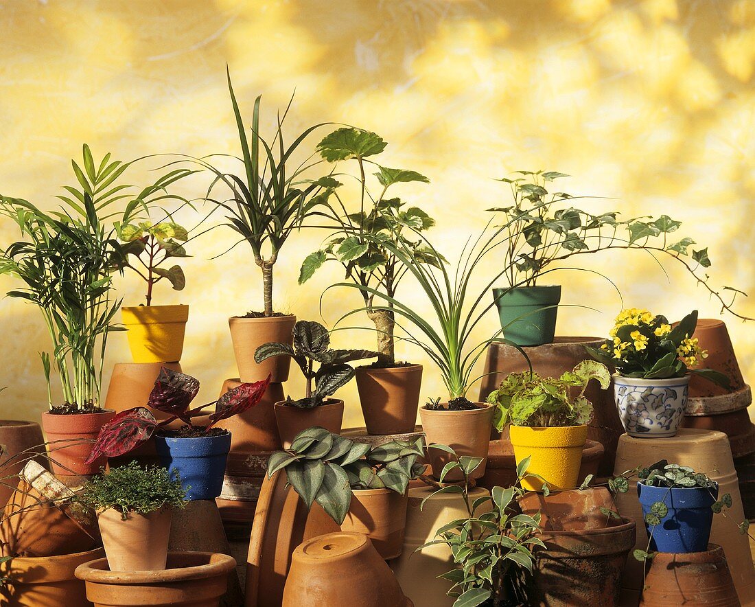 House plants: palm, Dracaena, Baby's tears, ivy, Kalanchoe