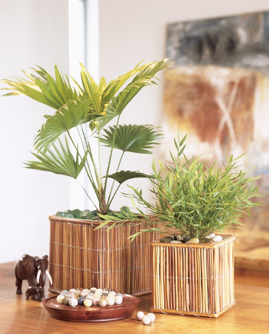 Livistonia and potted bamboo in decorative containers