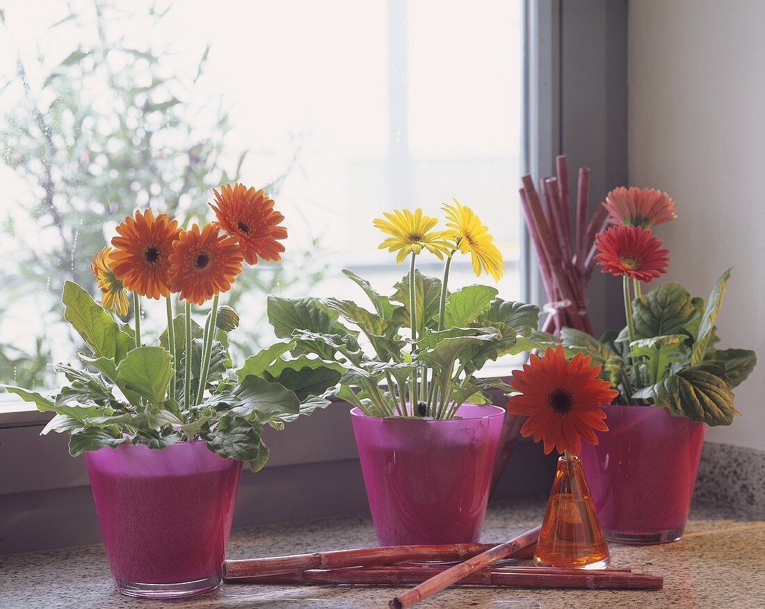 Topfgerbera auf dem Fensterbrett