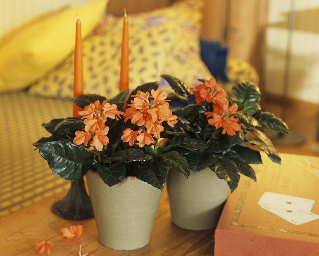 Crossandra, a little known plant with long-lasting flowers