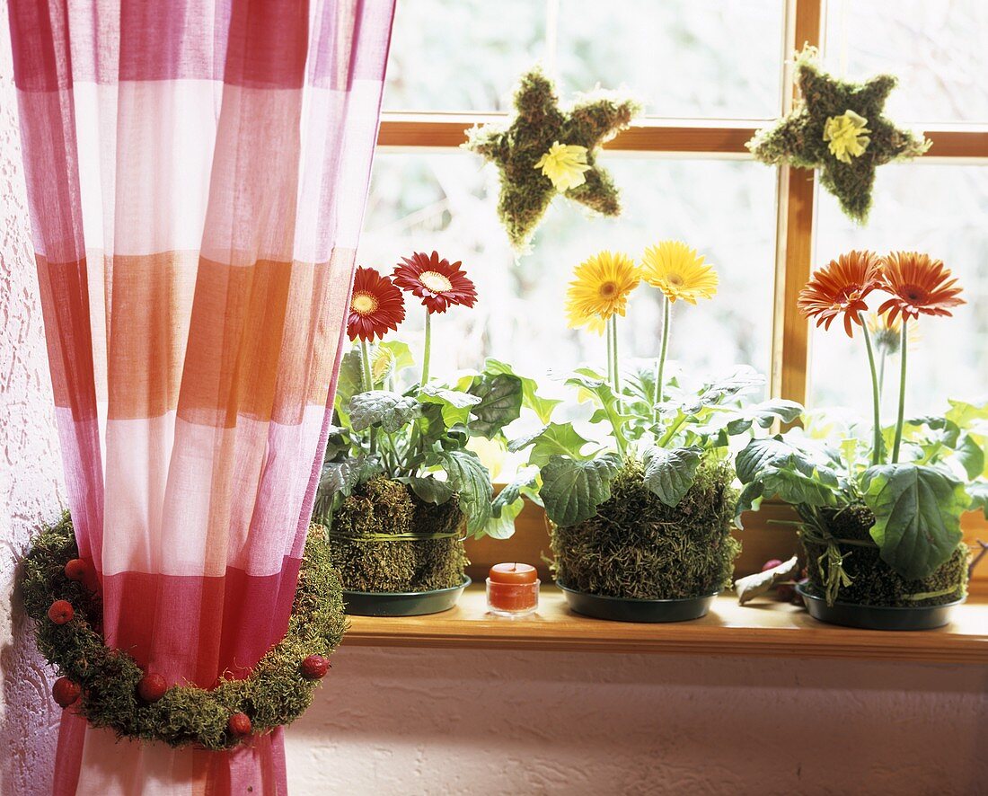 Topfgerbera in moosumwickelten Töpfen, Moossterne, Mooskranz