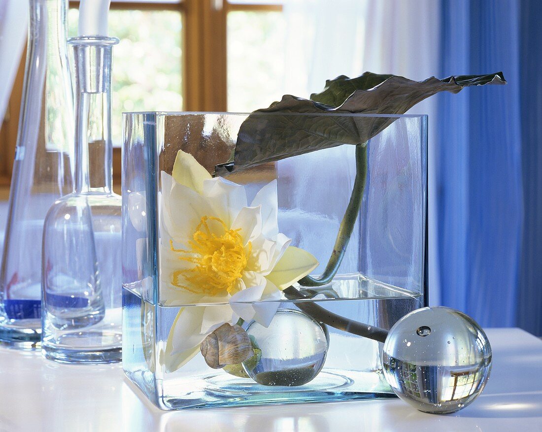 White water lily flower with leaf in glass container