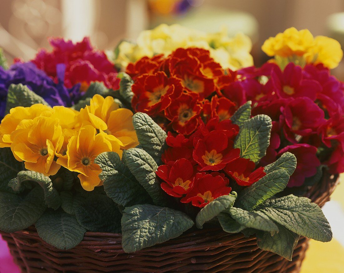 Lots of colourful primulas in a large basket