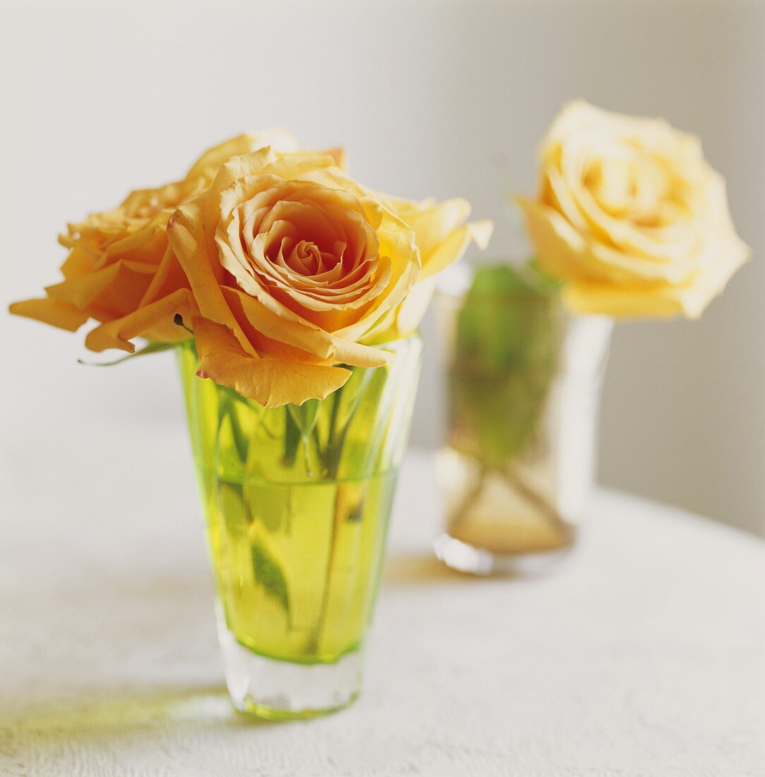 Cream roses in two glasses