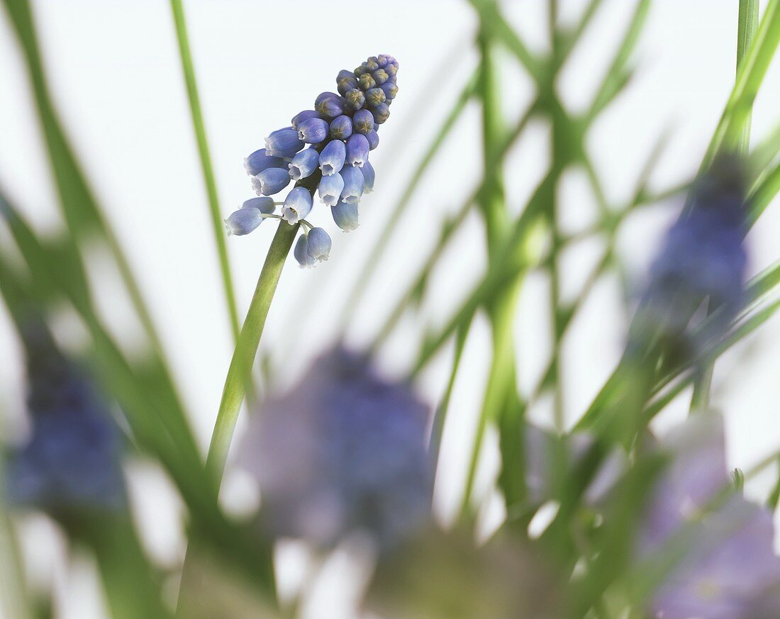 A blue grape hyacinth standing in grass