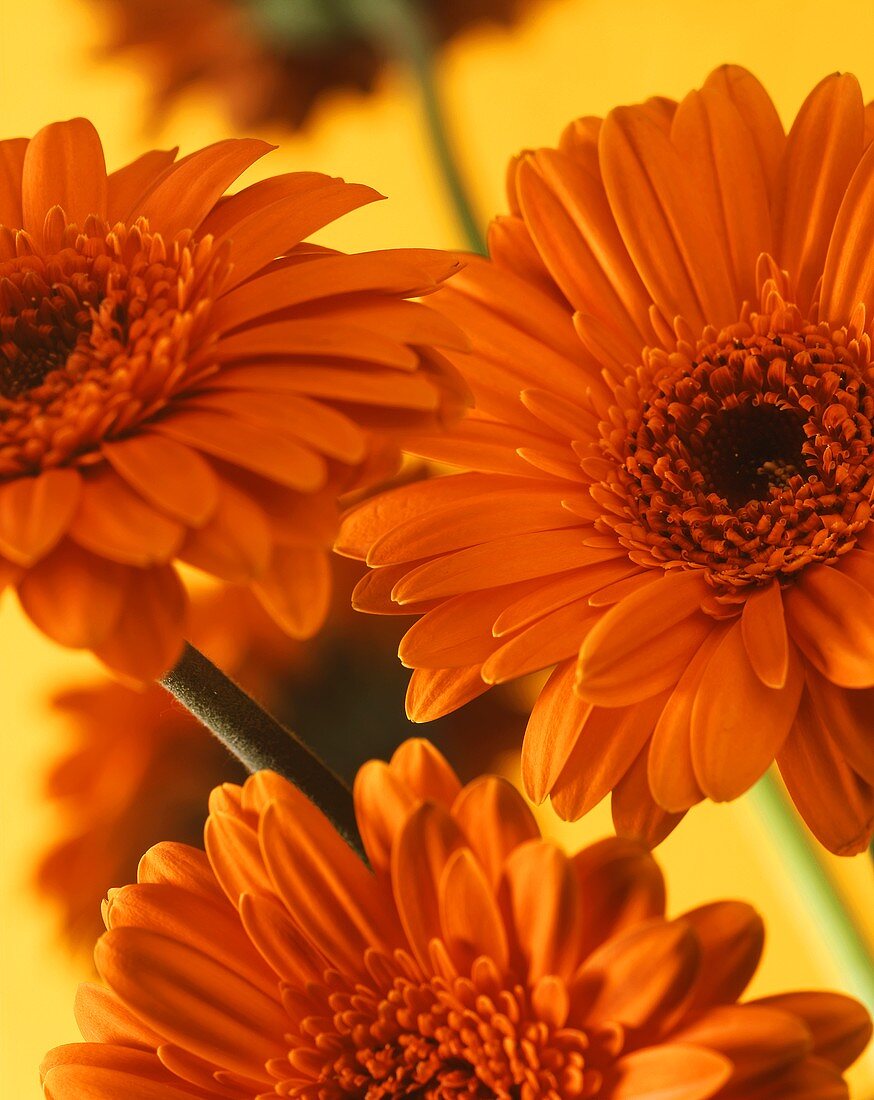 Orange Gerberas against yellow background