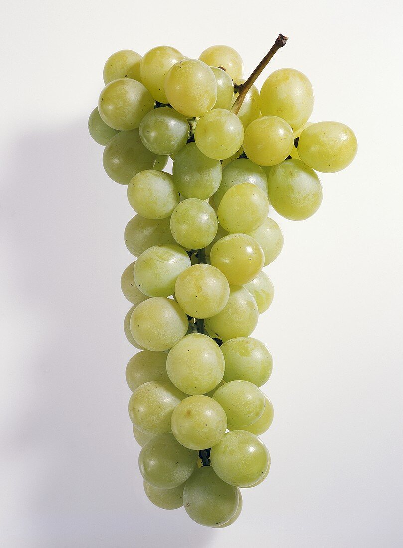 weiße Weintrauben (Sorte: Italia, Italien)