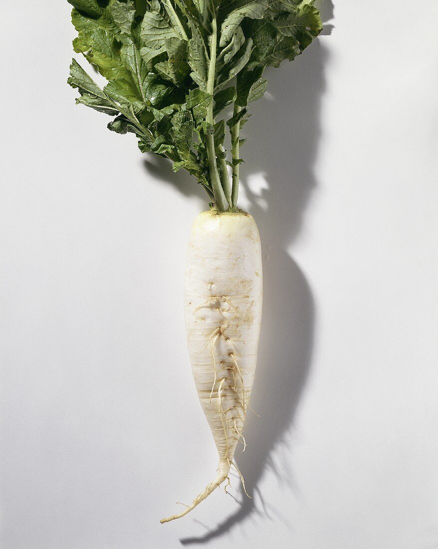 Radish (Raphanus sativus), white, with leaves