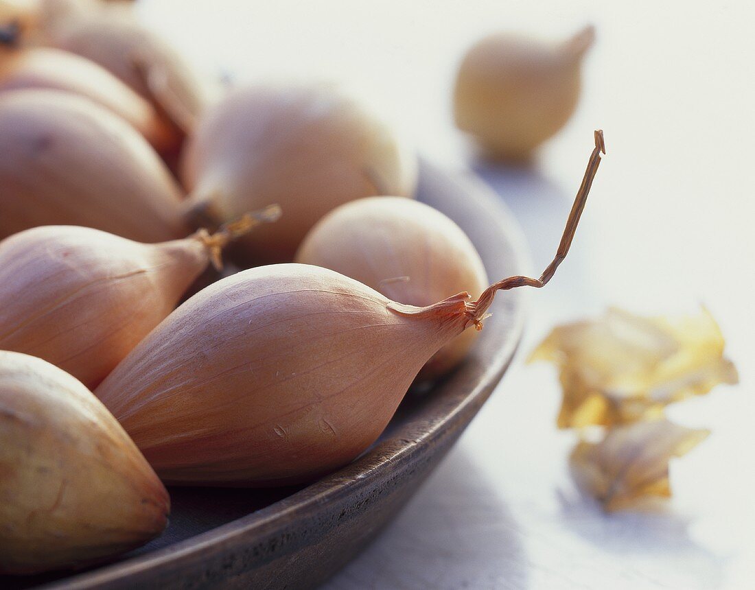 Onion (Allium cepa)