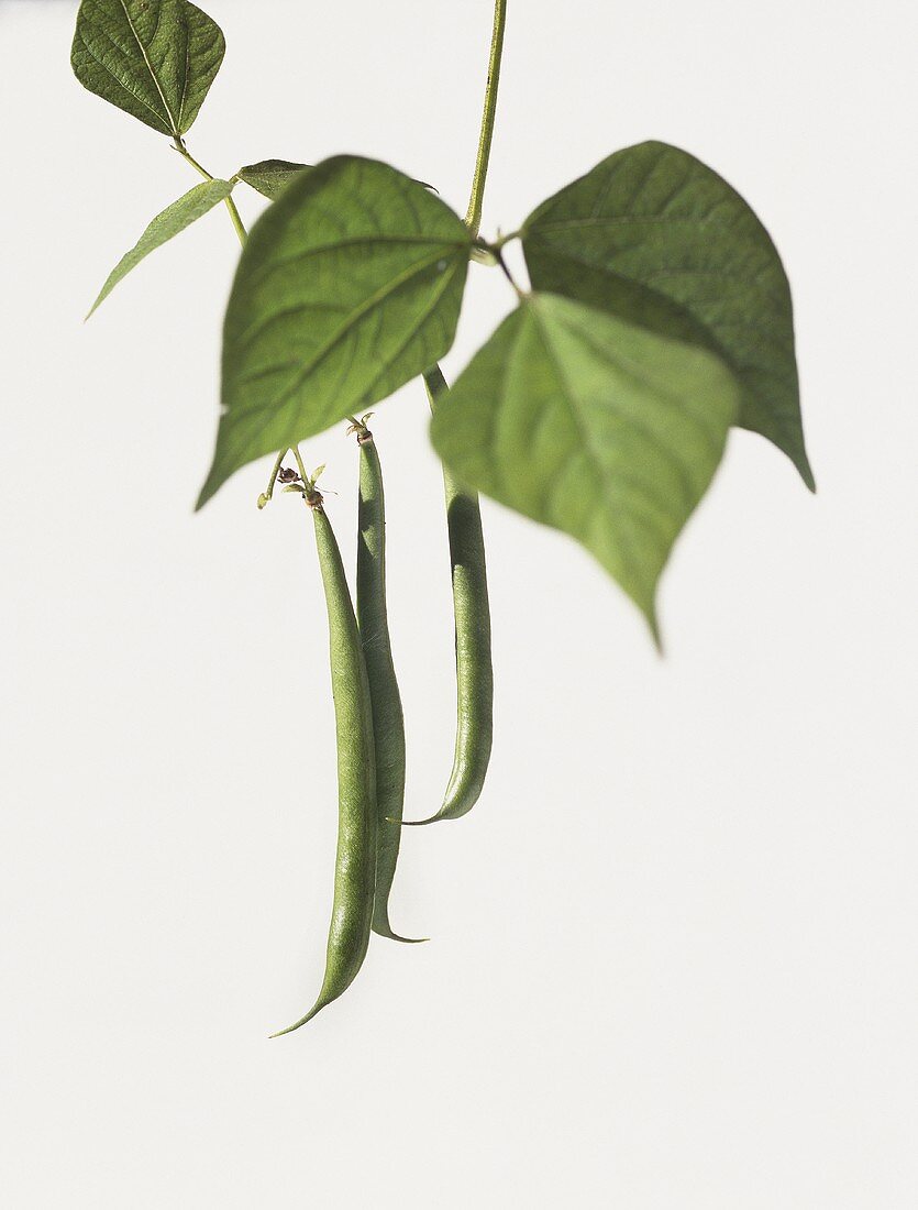 Buschbohnen (Phaseolus vulgaris ssp. vulgaris var. nanus)
