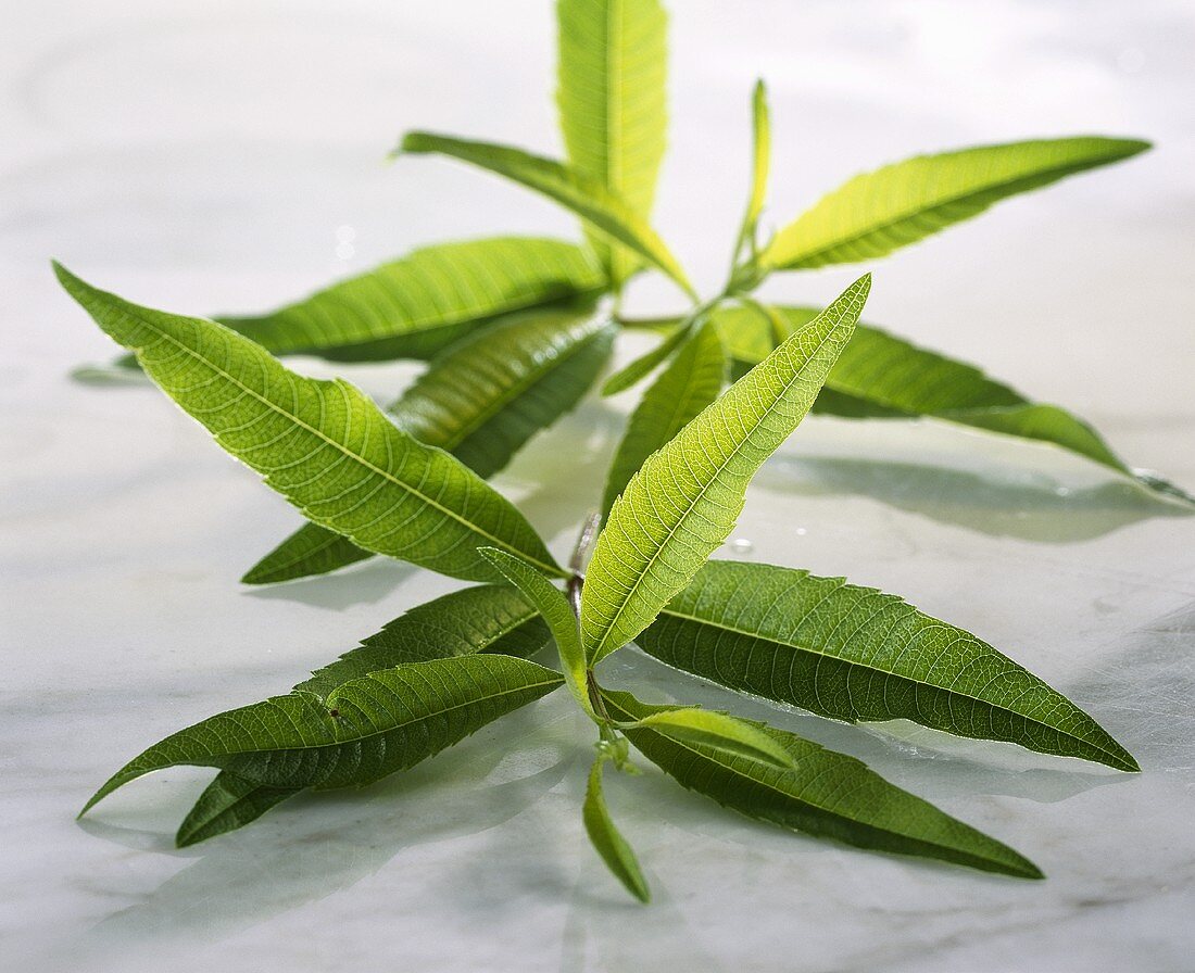 Lemon-scented verbena (Lippia citriodora, Aloysia triphylla)