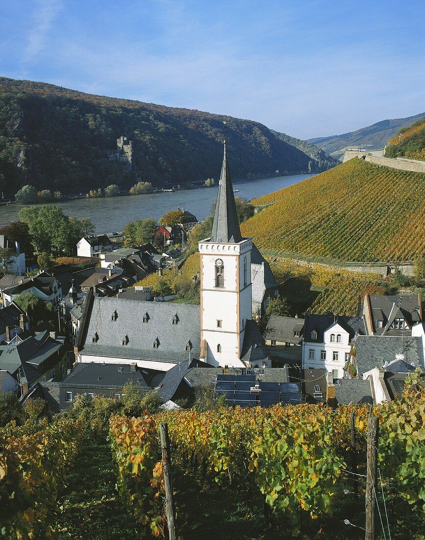 Vineyards near Assmanshausen with view of Rhine, Germany